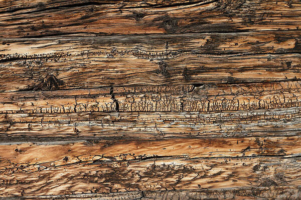 Weathered wood 5 by Charles Lupica Weathered wood 5 by Charles Lupica
