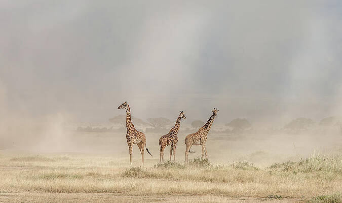 Giraffes in Amboseli Dust Storm Print