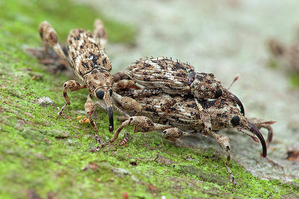 Wall Art - Photograph - Weevils Mating by Science Photo Library