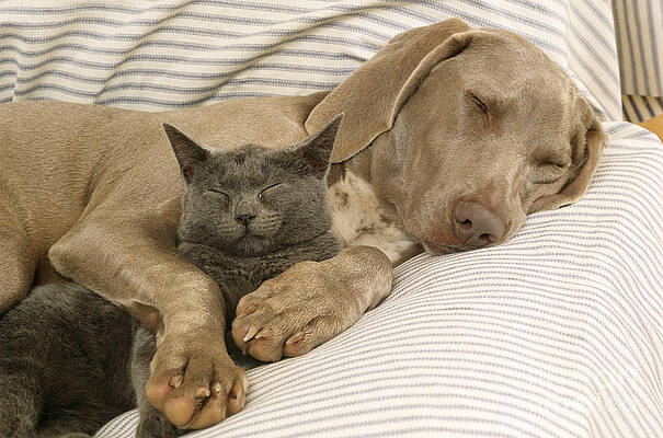 Wall Art - Photograph - Weimaraner Asleep With Cat by John Daniels