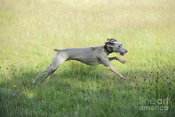 Wall Art - Photograph - Weimaraner Dog Running by John Daniels
