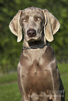 Wall Art - Photograph - Weimaraner Hunting Dog by Johan De Meester