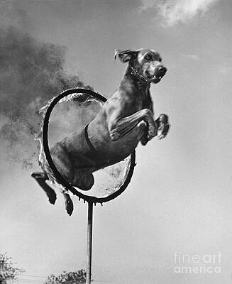 Wall Art - Photograph - Weimaraner Jumping Through A Ring by M E Browning