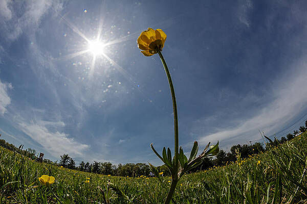 Wall Art - Photograph - Welcome Summer by SAURAVphoto Online Store