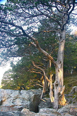 West Wind's Tree by Joan McArthur West Wind's Tree by Joan McArthur