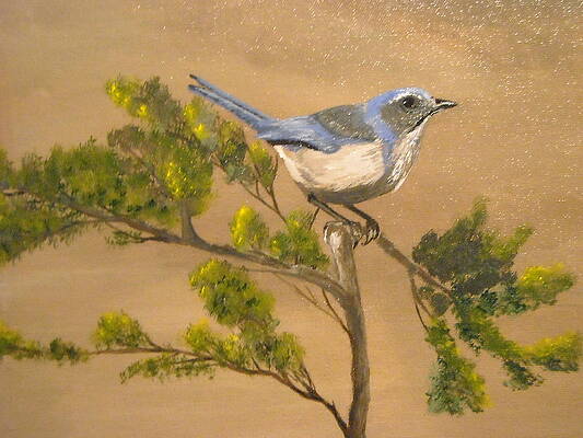 Western Scrub Jay by Danny Coghill