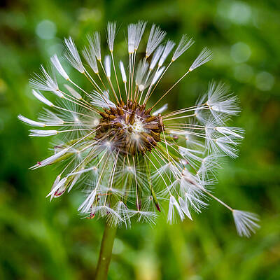 Wet Dandelion. by Gary Gillette Wet Dandelion. by Gary Gillette
