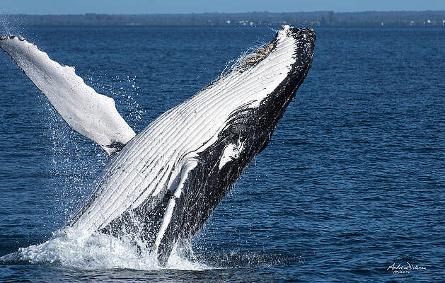 Whale Breach by Andrew Dickman Whale Breach by Andrew Dickman