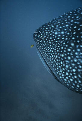Wall Art - Photograph - Whale Shark And Trevally by Jeff Rotman
