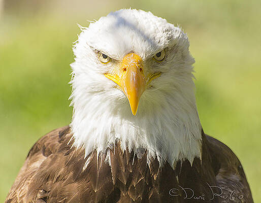 What are you looking at by Daniel Rubio