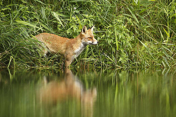 Wall Art - Photograph - What Does The Fox See by Roeselien Raimond