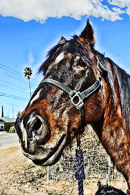Wall Art - Photograph - What you looking at by Tommy Anderson