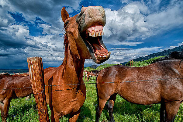 What's So Funny by Cat Connor What's So Funny by Cat Connor