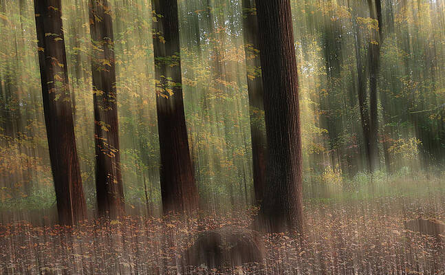 Wall Art - Photograph - Where Faeries Play by Photographic Arts And Design Studio