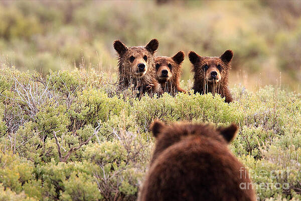 Where is your Brother by Aaron Whittemore Where is your Brother by Aaron Whittemore
