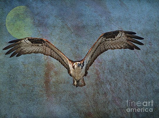 Wall Art - Photograph - Whispering To The Moon by Deborah Benoit