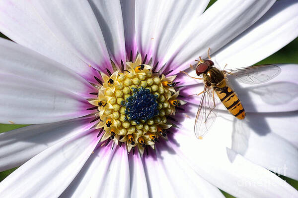 Wall Art featuring the photograph White African Daisy Marmalade Fly by Scott Lyons