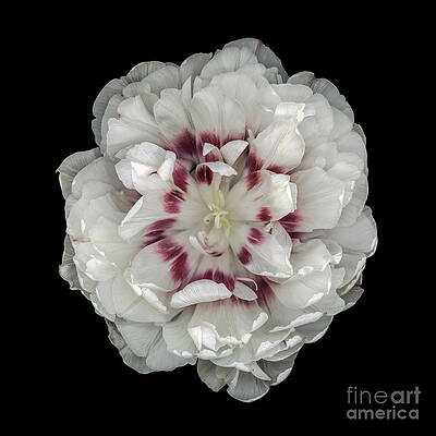 White and Red Double Tulip by Oscar Gutierrez White and Red Double Tulip by Oscar Gutierrez