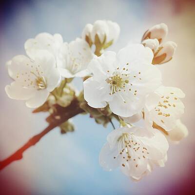Wall Art - Photograph - White apple blossom in spring by Matthias Hauser