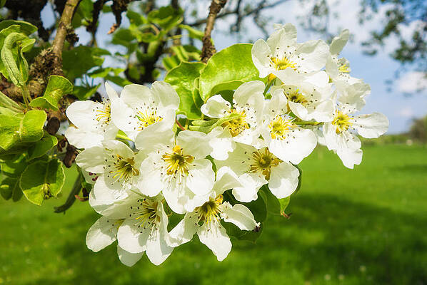 Wall Art - Photograph - White blossom on apple tree in spring by Matthias Hauser