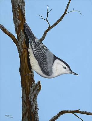 White Breasted Nuthatch by Rick Bainbridge White Breasted Nuthatch by Rick Bainbridge