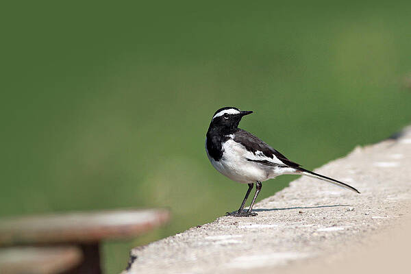 White Browed wagtail  by Milind Waichal