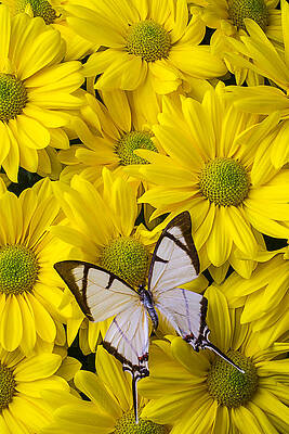 Butterfly Photographs (Page #12 of 35) | Fine Art America