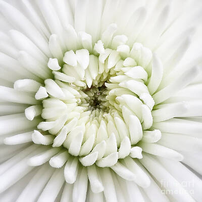 White Chrysanthemum 2 by Kate McKenna White Chrysanthemum 2 by Kate McKenna