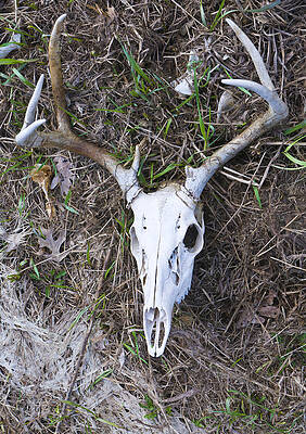 White Deer Skull in Grass by Lynn Hansen White Deer Skull in Grass by Lynn Hansen