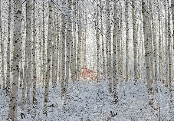 Wall Art - Photograph - White by Donghee, Han