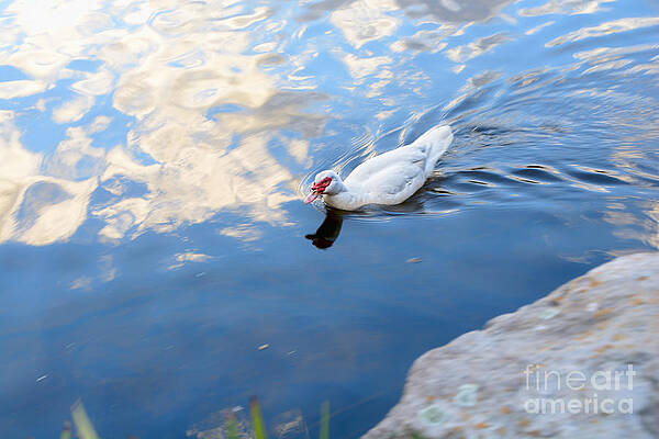 Wall Art - Photograph - White Duck on White Clouds by Kaye Menner