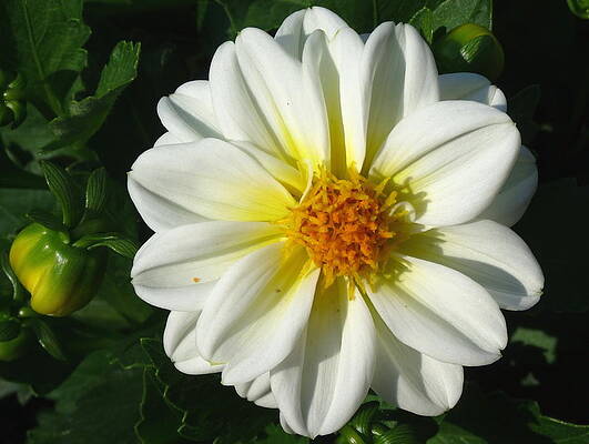 White Flower by Jodi Bauer