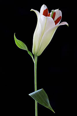 White Lily Bud by Kim Aston White Lily Bud by Kim Aston