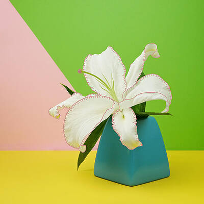 White Lily Flower In Blue Vase Print by Juj Winn