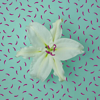 Wall Art - Photograph - White Lily On Patterned Background by Juj Winn