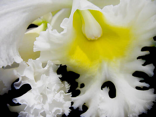 Wall Art - Photograph - White Orchid 5 by Jenny Rainbow