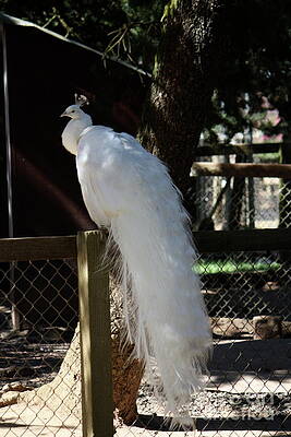 White Peacock by Lisa Billingsley White Peacock by Lisa Billingsley
