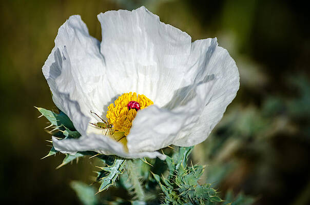 Wall Art - Photograph - White Prickly Poppy Wildflower by Debra Martz