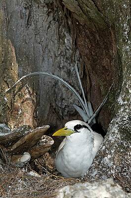 Wall Art - Photograph - White-tailed Tropicbird On Its Nest by Science Photo Library