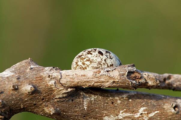 Wall Art - Photograph - White Tern Egg In A Tree by Science Photo Library