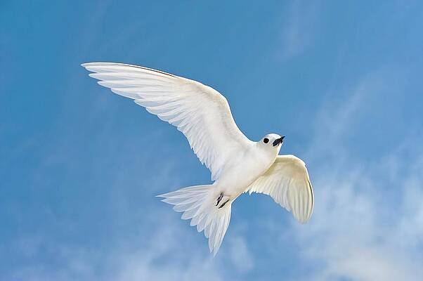 Wall Art - Photograph - White Tern In Flight by Science Photo Library