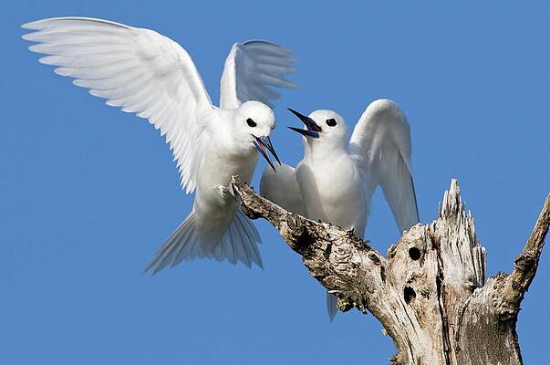 Wall Art - Photograph - White Terns In Territorial Display by Science Photo Library