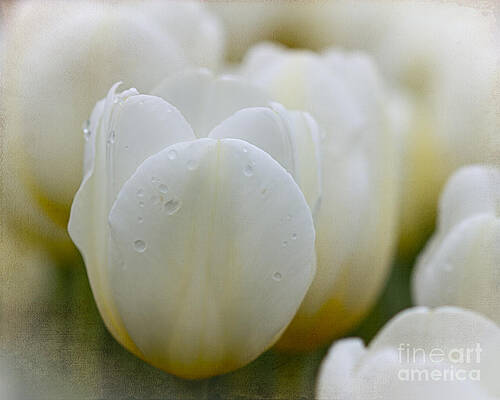 White Tulip with Dew by Terry Weaver