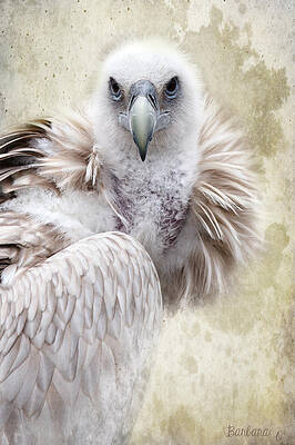 Wall Art - Photograph - White Vulture  by Barbara Orenya