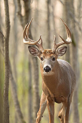Whitetail Buck in Rut. by Colin Clement