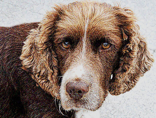  Photograph - Who Dares to Stare by Dave Byrne