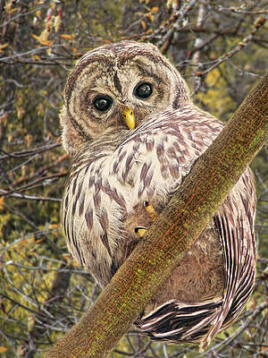 Wall Art - Photograph - Who Who Are You Barred Owlet by Jennie Marie Schell