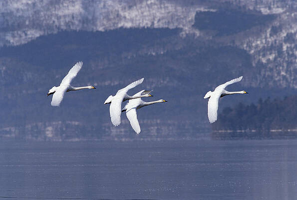 Wall Art - Photograph - Whooper Swans Flying Hokkaido Japan by Konrad Wothe
