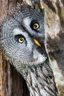 Wall Art - Photograph - Who's There by Jesus Concepcion