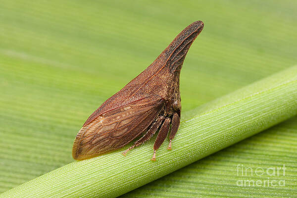 Wall Art featuring the photograph Widefooted Treehopper I by Clarence Holmes